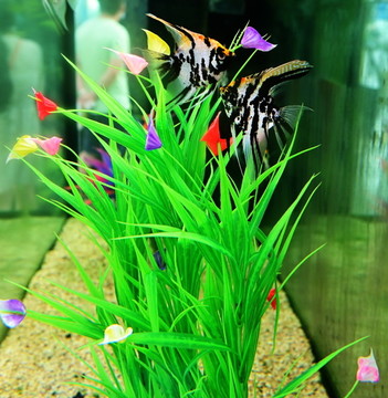 五彩燕魚