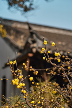 瞻園臘梅