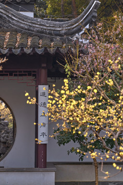 瞻園臘梅