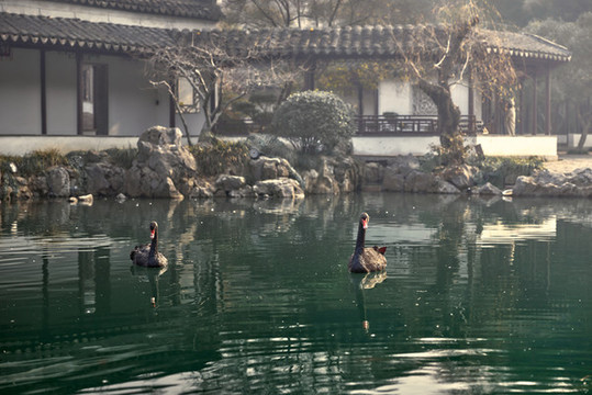 黑天鵝