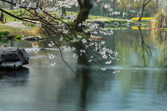 杭州太子灣公園春色