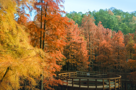 青山湖池杉樹