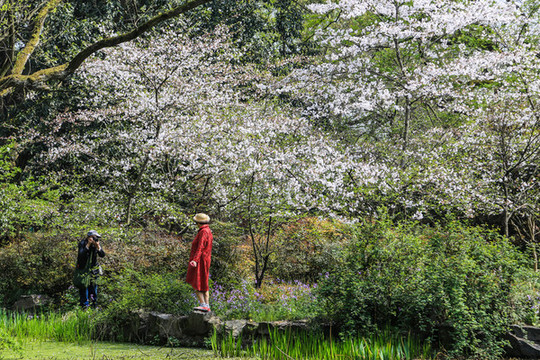 杭州花港觀魚公園春色
