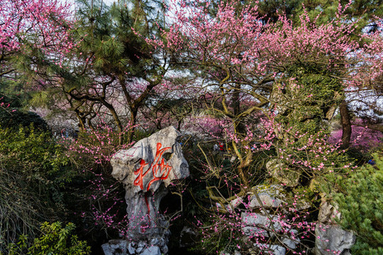 杭州靈峰探梅