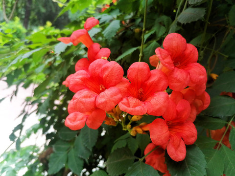凌霄花