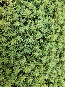 綠植背景