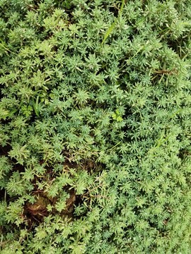綠植特寫