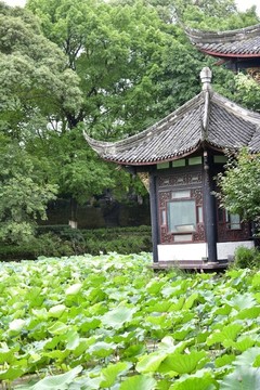 荷塘