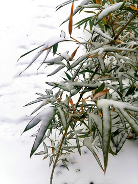 雪后竹子