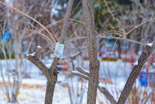 降雪過后的城市公園