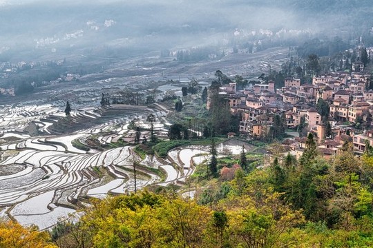 元陽(yáng)多依樹(shù)梯田