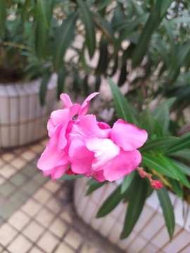 粉色花朵