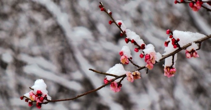 雪壓紅梅