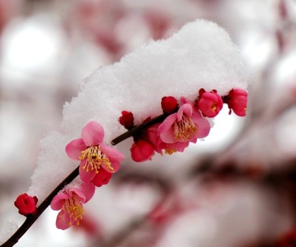 雪中紅梅