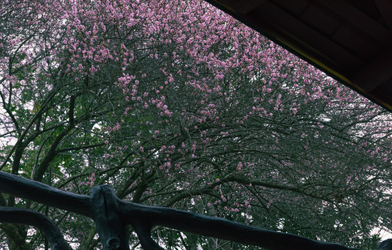 梅花