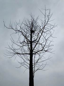 鳥窩