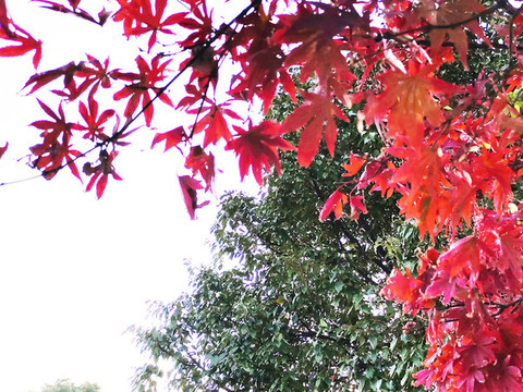 紅葉