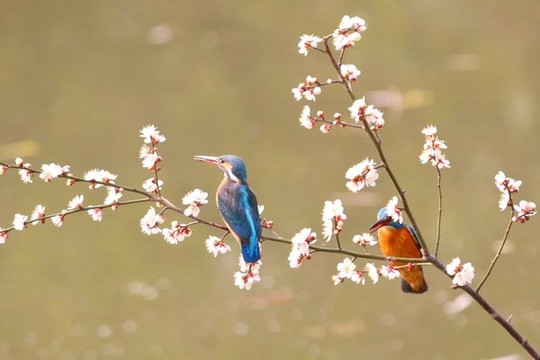 翠鳥
