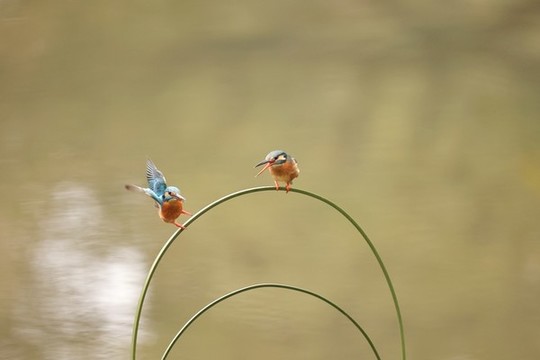 翠鳥