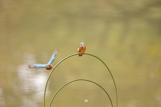 翠鳥