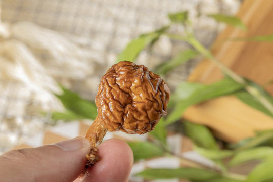 滑子菇