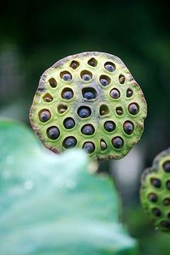 蓮蓬