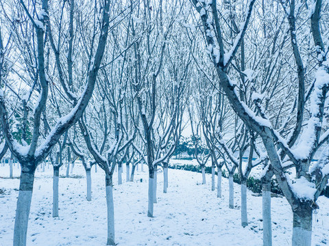 雪后的樹林