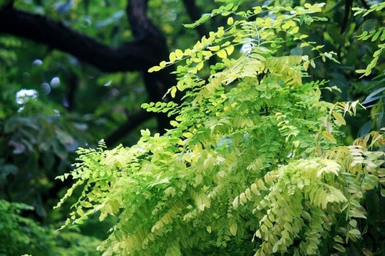 洋槐樹