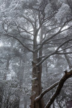 黃山雪景