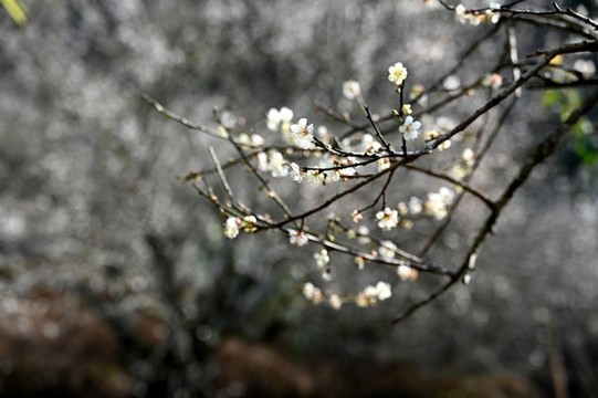 梅花