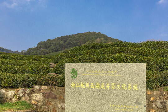 西湖龍井茶