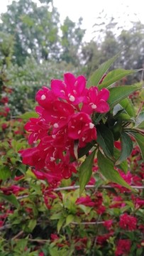 鮮花