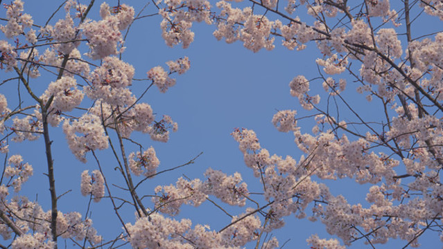 櫻花