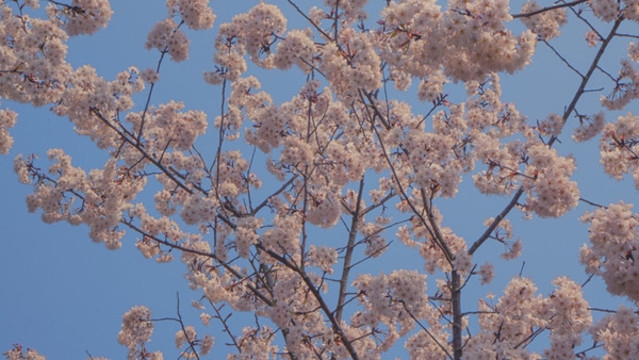 櫻花