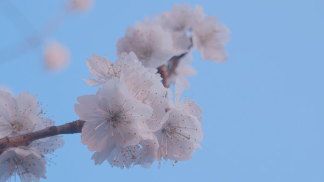 櫻花