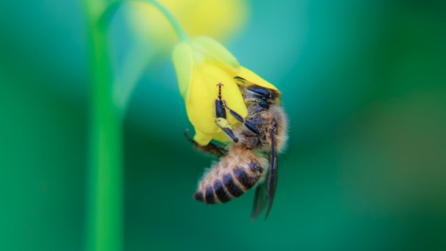 蜜蜂