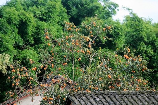 柿子樹(shù)