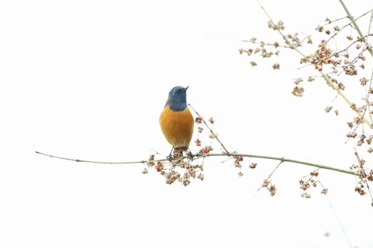 藍(lán)額紅尾鴝