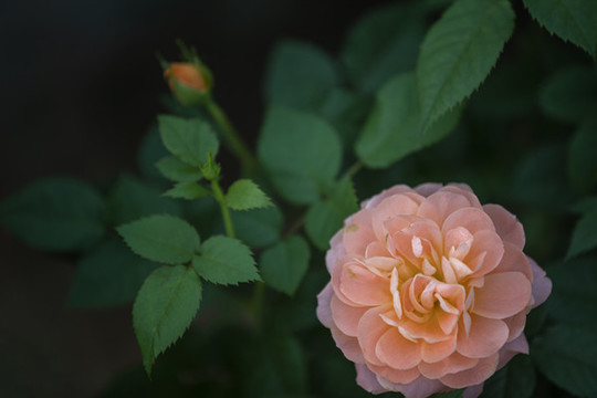 月季花開美圖