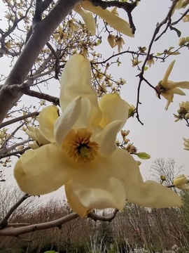 玉蘭花