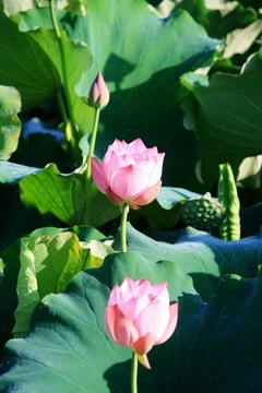 荷花