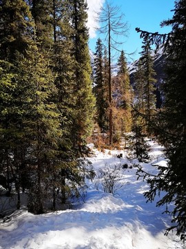 雪地森林