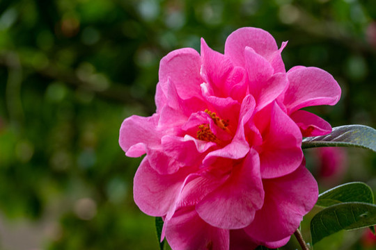 山茶花