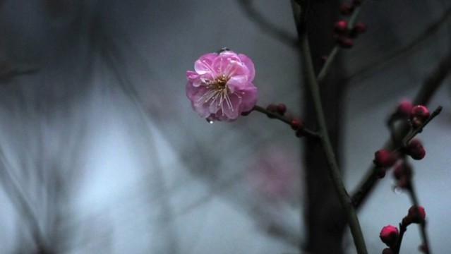 紅梅