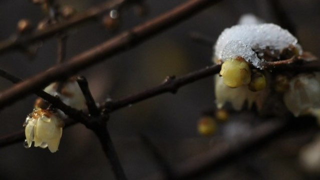 臘梅