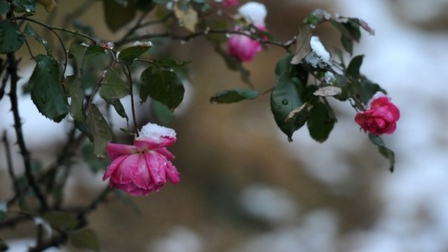 月季花