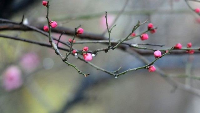 紅梅