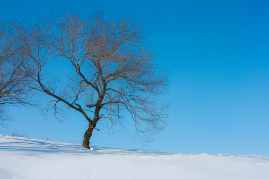 雪景