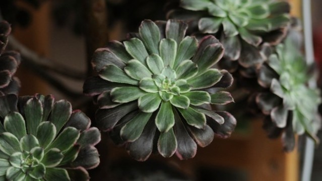 蓮花掌
