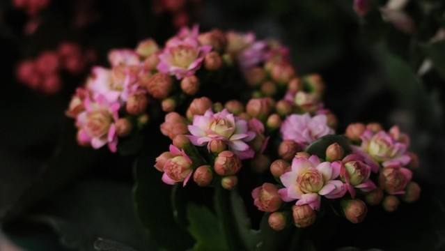 長壽花